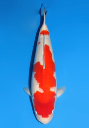 [Koi-dainichi-icf2/3-62] 54cm Japanese Imported Kohaku - Dainichi - ICF2/3 - 62
