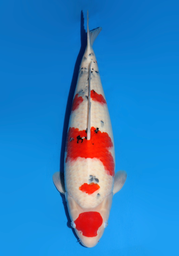 [koi-dainichi-icf2/3-63] 57cm Japanese Imported Maruten Sanke - Dainichi - ICF2/3 - 63
