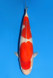 [koi-dainichi-icf2/3-64] 58cm Japanese Imported Kohaku - Dainichi - ICF2/3 - 64