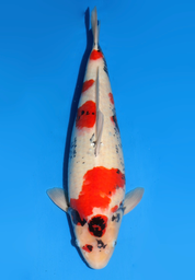 [koi-dainichi-icf2/3-65] 55cm Japanese Imported Showa - Dainichi - ICF2/3 - 65