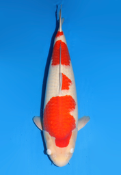 [koi-dainichi-icf2/3-66] 64cm Japanese Imported Kohaku - Dainichi - ICF2/3 - 66