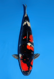 [koi-dainichi-icf2/3-67] 62cm Japanese Imported Showa - Dainichi - ICF2/3 - 67