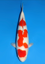 [koi-dainichi-icf2/3-68] 62cm Japanese Imported Kohaku - Dainichi - ICF2/3 - 68