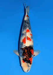 [koi-dainichi-icf2/3-69] 61cm Japanese Imported Showa - Dainichi- ICF2/3- 69
