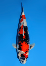 [koi-dainichi-icf2/3-71] 59cm Japanese Imported Showa - Dainichi- ICF2/3- 71