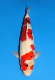 [koi-dainichi-icf2/3-72] 61cm Japanese Imported Showa - Dainichi - ICF2/3 - 72