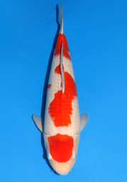 [koi-dainichi-icf2/3-73] 53cm Japanese Imported Maruten Kohaku - Dainichi - ICF2/3 - 73