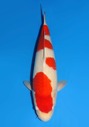 [koi-dainichi-icf2/3-74] 55cm Japanese Imported Kohaku - Dainichi - ICF2/3 - 74