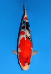 [koi-dainichi-icf2/3-75] 65cm Japanese Imported Showa - Dainichi - ICF2/3 - 75