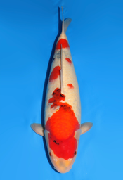 [koi-dainichi-icf2/3-77] 60cm Japanese Imported Showa - Dainichi - ICF2/3 - 77