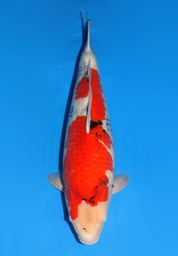 [koi-dainichi-icf2/3-78] 60cm Japanese Imported Showa - Dainichi- ICF2/3- 78