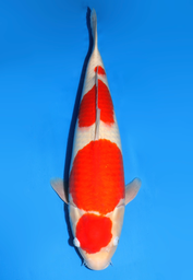 [koi-dainichi-icf2/3-79] 61cm Japanese Imported Maruten Kohaku - Dainichi - ICF2/3 - 79
