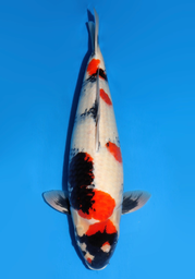 [koi-dainichi-icf2/3-80] 60cm Japanese Imported Showa - Dainichi- ICF2/3- 80