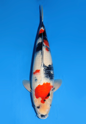 [koi-dainichi-icf2/3-81] 61cm Japanese Imported Showa - Dainichi- ICF2/3- 81