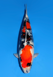 [koi-dainichi-icf2/3-82] 62cm Japanese Imported Showa - Dainichi- ICF2/3- 82