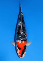 [koi-dainichi-icf2/3-83] 64cm Japanese Imported Showa - Dainichi- ICF2/3- 83
