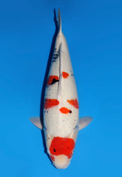 [koi-dainichi-icf2/3-84] 62cm Japanese Imported Showa - Dainichi - ICF2/3 - 84