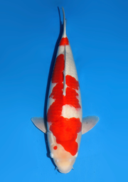 [koi-dainichi-icf2/3-85] 60cm Japanese Imported Kohaku - Dainichi - ICF2/3 - 85