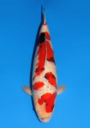 [koi-dainichi-icf2/3-86] 63cm Japanese Imported Showa - Dainichi - ICF2/3 - 86