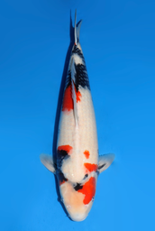 [koi-dainichi-icf2/3-87] 59cm Japanese Imported Showa - Dainichi- ICF2/3- 87