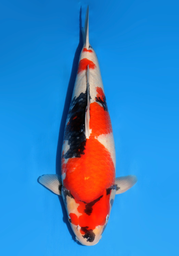 [koi-dainichi-icf2/3-88] 60cm Japanese Imported Showa - Dainichi- ICF2/3- 88