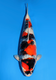 [koi-dainichi-icf2/3-89] 57cm Japanese Imported Showa - Dainichi- ICF2/3- 89