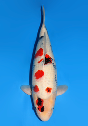 [koi-dainichi-icf2/3-90] 58cm Japanese Imported Showa - Dainichi - ICF2/3 - 90