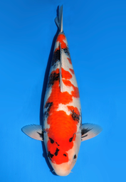 [koi-dainichi-icf2/3-91] 62cm Japanese Imported Showa - Dainichi- ICF2/3- 91