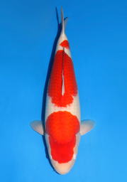 [koi-dainichi-icf2/3-92] 61cm Japanese Imported Kohaku - Dainichi - ICF2/3 - 92