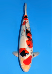 [koi-dainichi-icf2/3-93] 54cm Japanese Imported Showa - Dainichi - ICF2/3 - 93