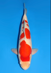 [koi-dainichi-icf2/3-94] 61cm Japanese Imported Kohaku - Dainichi - ICF2/3 - 94