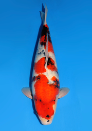 [koi-dainichi-icf2/3-95] 61cm Japanese Imported Showa - Dainichi- ICF2/3- 95