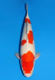 [koi-dainichi-icf2/3-96] 59cm Japanese Imported Kohaku - Dainichi - ICF2/3 - 96