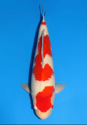 [koi-dainichi-icf2/3-97] 55cm Japanese Imported Kohaku - Dainichi - ICF2/3 - 97