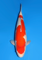 [koi-dainichi-icf2/3-98] 57cm Japanese Imported Kohaku - Dainichi - ICF2/3 - 98