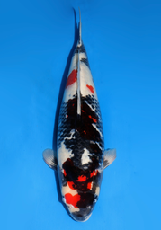 [koi-dainichi-icf2/3-99] 59cm Japanese Imported Showa - Dainichi- ICF2/3- 99