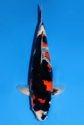 [koi-dainichi-icf2/3-100] 56cm Japanese Imported Showa - Dainichi- ICF2/3- 100