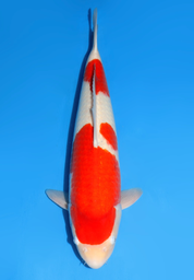 [koi-dainichi-icf2/3-101] 56cm Japanese Imported Kohaku - Dainichi - ICF2/3 - 101
