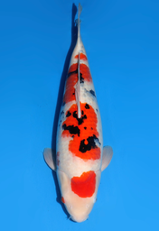 [koi-dainichi-icf2/3-102] 55cm Japanese Imported Sanke - Dainichi - ICF2/3 - 102