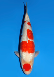 [koi-dainichi-icf2/3-103] 52cm Japanese Imported Maruten Ginrin Kohaku - Dainichi - ICF2/3 - 103
