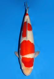 [koi-dainichi-icf2/3-104] 58cm Japanese Imported Kohaku - Dainichi - ICF2/3 - 104