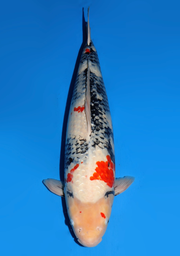 [koi-dainichi-icf2/3-105] 60cm Japanese Imported Showa - Dainichi - ICF2/3 - 105