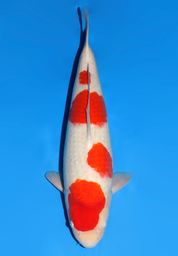 [koi-dainichi-icf2/3-106] 56cm Japanese Imported Kohaku - Dainichi - ICF2/3 - 106