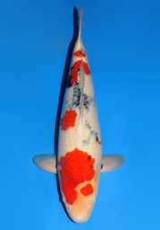 [koi-dainichi-icf2/3-107] 62cm Japanese Imported Showa - Dainichi- ICF2/3- 107