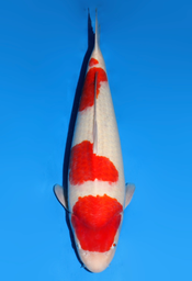 [koi-dainichi-icf2/3-108] 58cm Japanese Imported Kohaku - Dainichi - ICF2/3 - 108