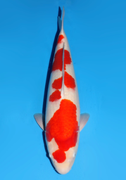 [koi-dainichi-icf2/3-109] 61cm Japanese Imported Kohaku - Dainichi - ICF2/3 - 109