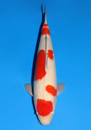 [koi-dainichi-icf2/3-110] 58cm Japanese Imported Kohaku - Dainichi - ICF2/3 - 110
