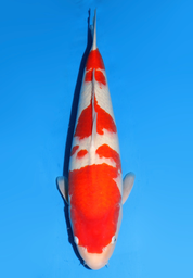 [koi-dainichi-icf2/3-111] 57cm Japanese Imported Kohaku - Dainichi - ICF2/3 - 111