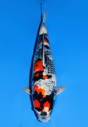 [koi-dainichi-icf2/3-112] 60cm Japanese Imported Showa - Dainichi- ICF2/3- 112