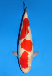 [koi-dainichi-icf2/3-113] 59cm Japanese Imported Kohaku - Dainichi - ICF2/3 - 113